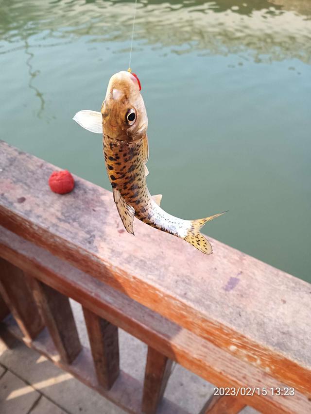 |【钓鱼之家虾粉】天气晴好渔人多,争分夺秒享欢乐