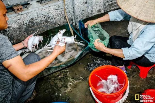 |躲过了中国人的筷子,却被越南人当做美食?越南人为啥爱吃鼠肉?