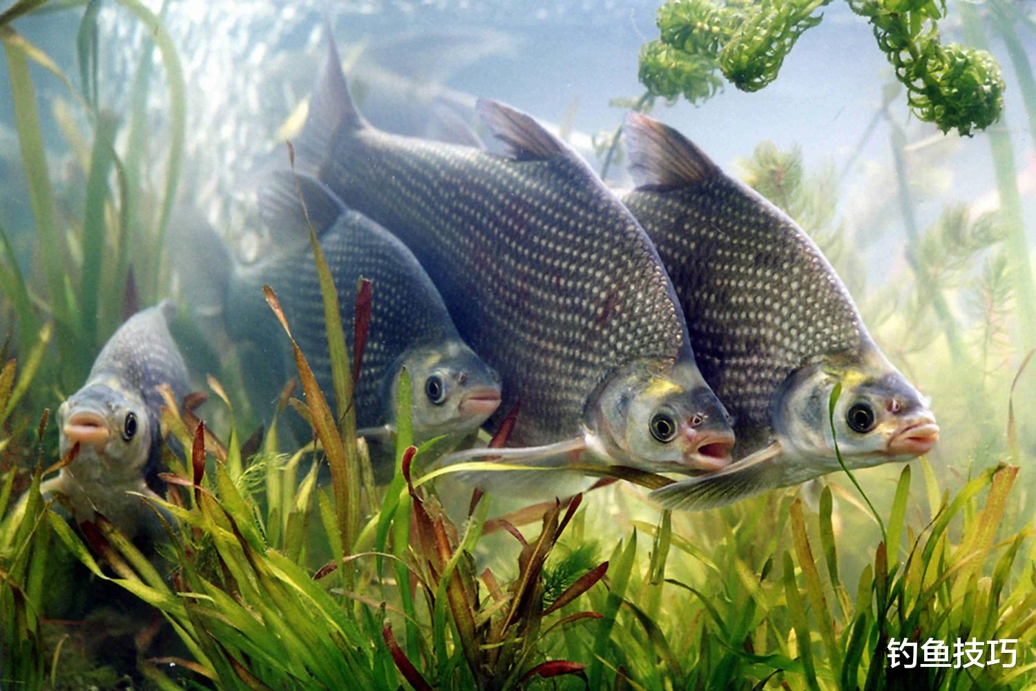 饵料|野钓时如何寻找鱼窝？野钓寻找鱼窝的4个技巧