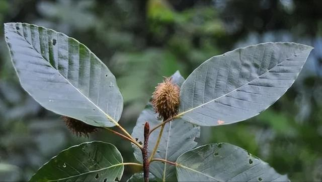 闺蜜|曾经是人们的主食，一棵结果数百斤，如今为何掉一地没人要？