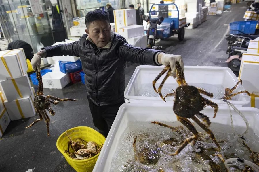 海鲜|价格大涨!龙年对吃它情有独钟! 一天能卖8000只