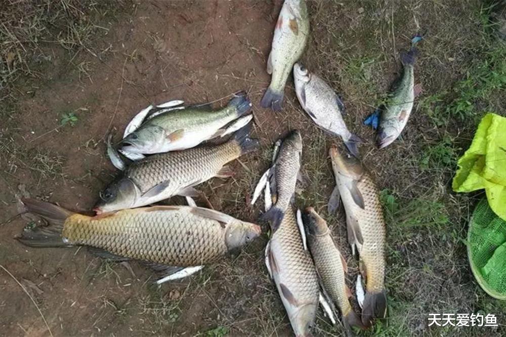 5种鱼的独特习性，想要连竿上鱼，技巧跟着“喜好”走