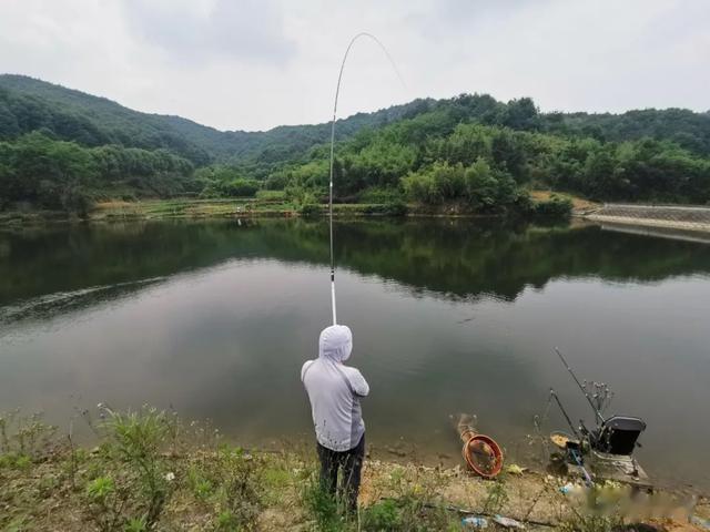 鲢鳙没你想的那么傻!想钓好鲢鳙,务必抓住这一二三点