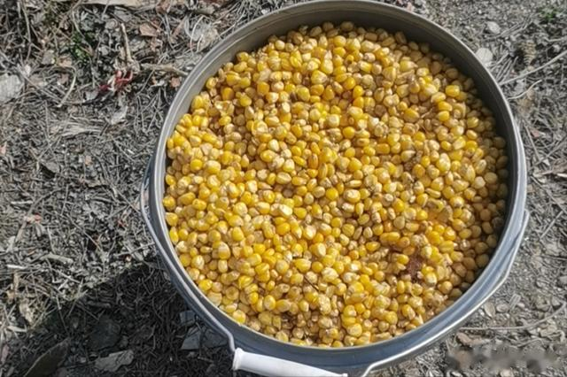 钓鱼|大水面,生窝子,诱鱼有多难?