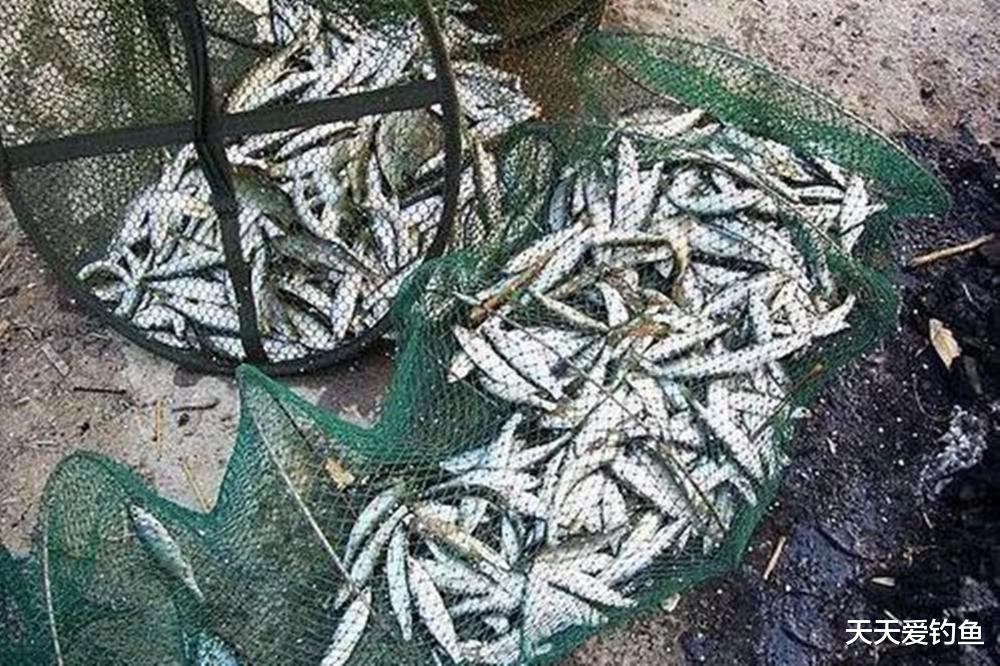 天热无大鱼可钓？那就急速钓白条，比钓大鱼更过瘾