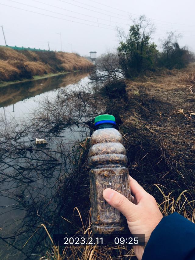 钓鱼|走在通往春天的路上，愿鲫鲤一路随行！