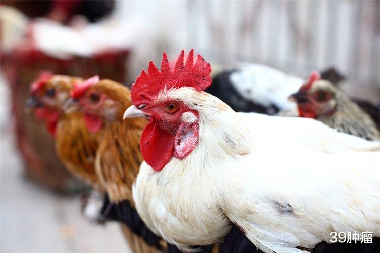 牛津大学研究：吃鸡或增加患癌风险，是真是假？鸡肉还能吃吗？