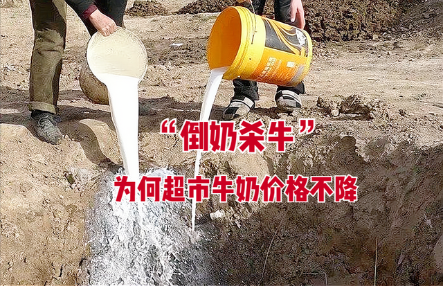 多地现“倒奶杀牛”，2023奶价或将下滑？网友：超市依然高价售卖