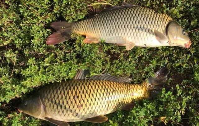 |大鱼难钓的4个原因,找准了应对它,钓到大鱼就不难了