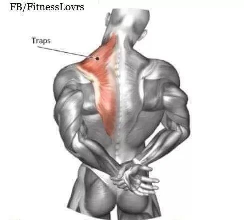 高血压|到底什么是“死肌肉”？