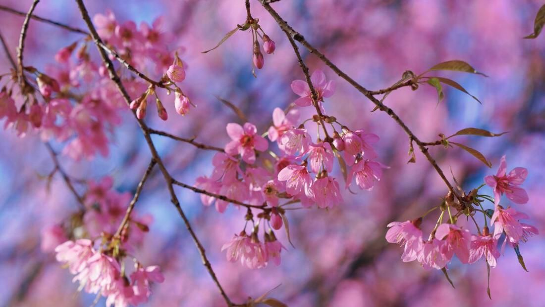 汶川|花烂漫不等人，分享几个春日好花景，一同开启赏花之旅！