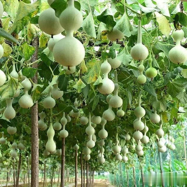 紫檀|怎么看待没钱就不要玩文玩了？