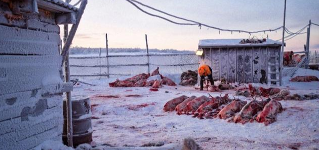 腌菜|西伯利亚:砍不完的树、挖不完的矿,菜比肉贵、家家囤腌菜