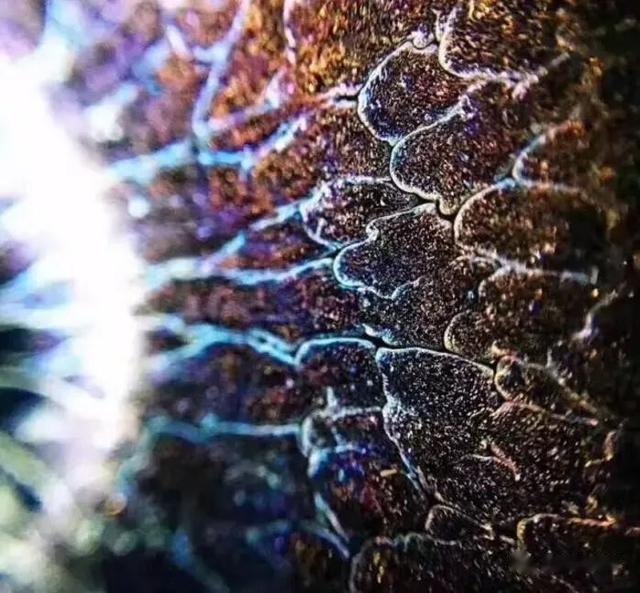 |易盏堂：建盏养出的不是茶垢，那到底是什么会有七彩光泽。