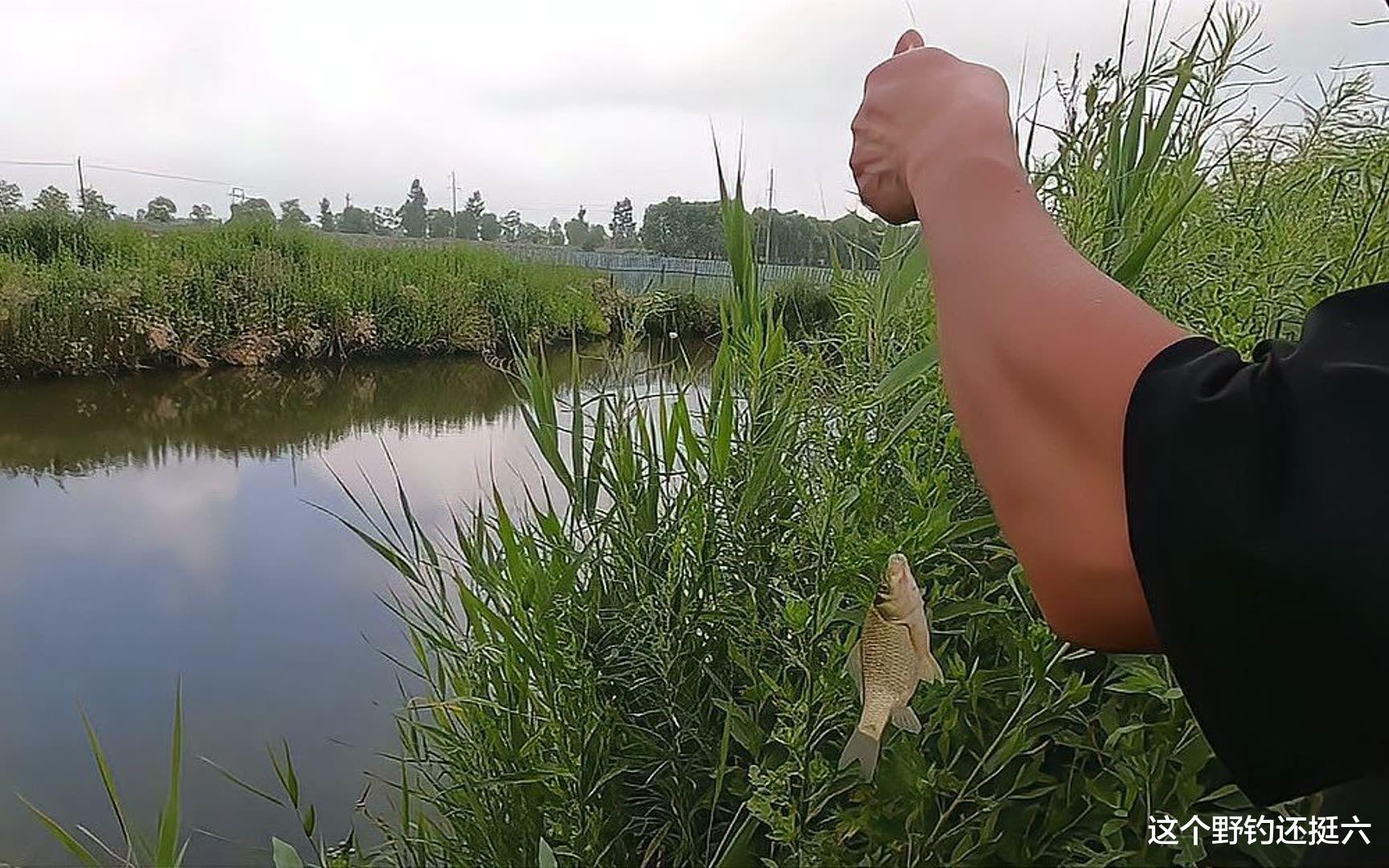 饵料|夏季钓鱼一定要用香吗？诱在前钓在后，让鱼口好的是物料不是味型