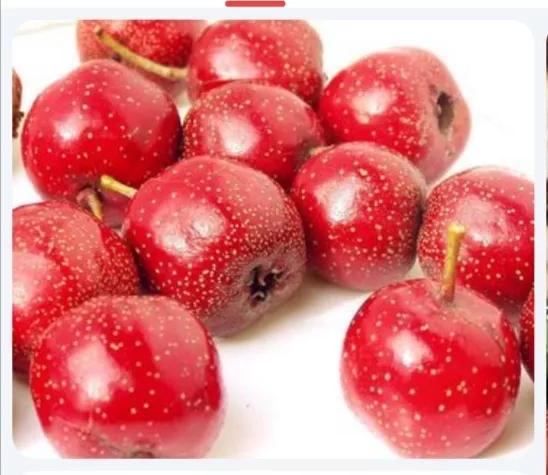 每日一味中药——山楂