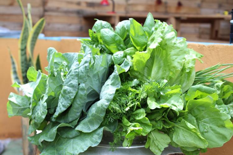 |初冬时节,这4种青菜要常吃,润燥补水又养胃,鲜嫩营养还不贵