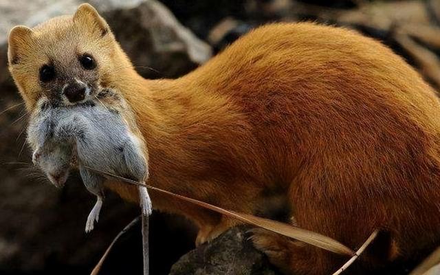 黄鼠狼会成为其他大型食肉动物如狼,狐狸和猫科动物的食物来源