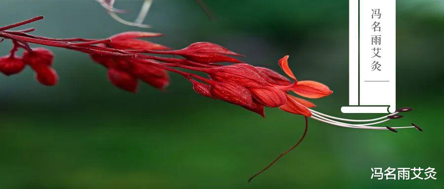 银屑病|养肝：用对菊花，灸对穴位，养肝明目，清利咽喉，降低血压，很简单
