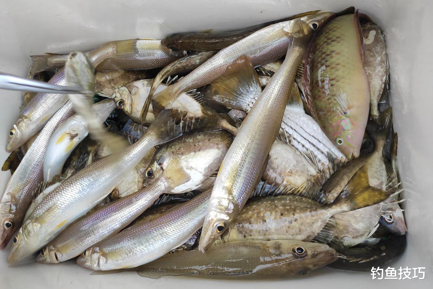 |春天在海边钓鱼时如何选钓位?春天在海边钓鱼时选钓位的技巧