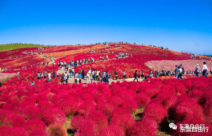 茨城县|红叶季！东京近郊赏景好去处8选