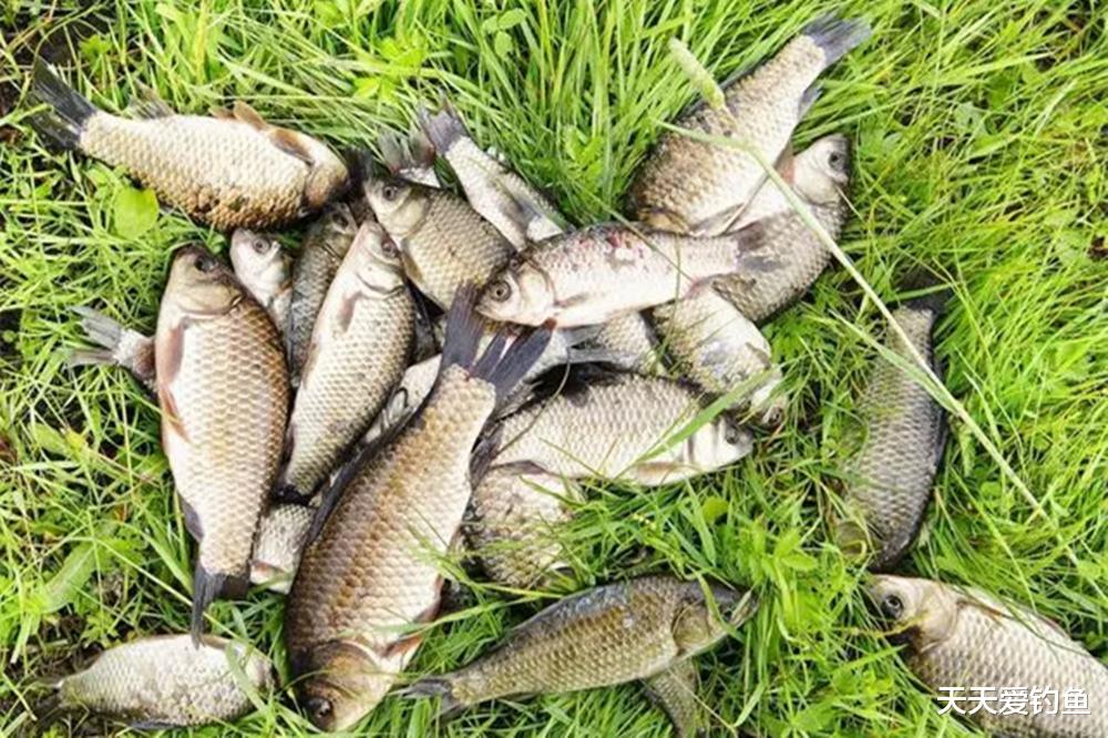 蜈蚣漂钓法详解：流传千年的钓鱼方法，效果不是盖的