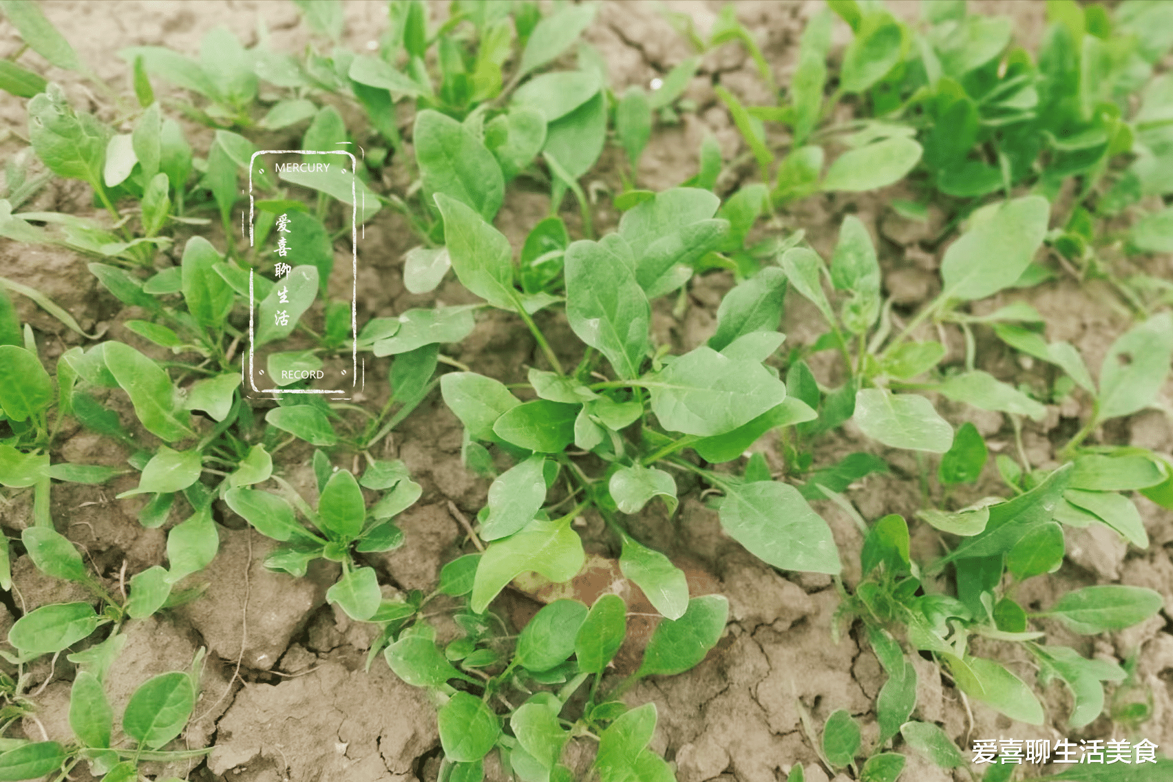 牛腩|十月,这菜刚出土,刚上市,很不起眼,但鲜嫩营养高,我也是才知道!