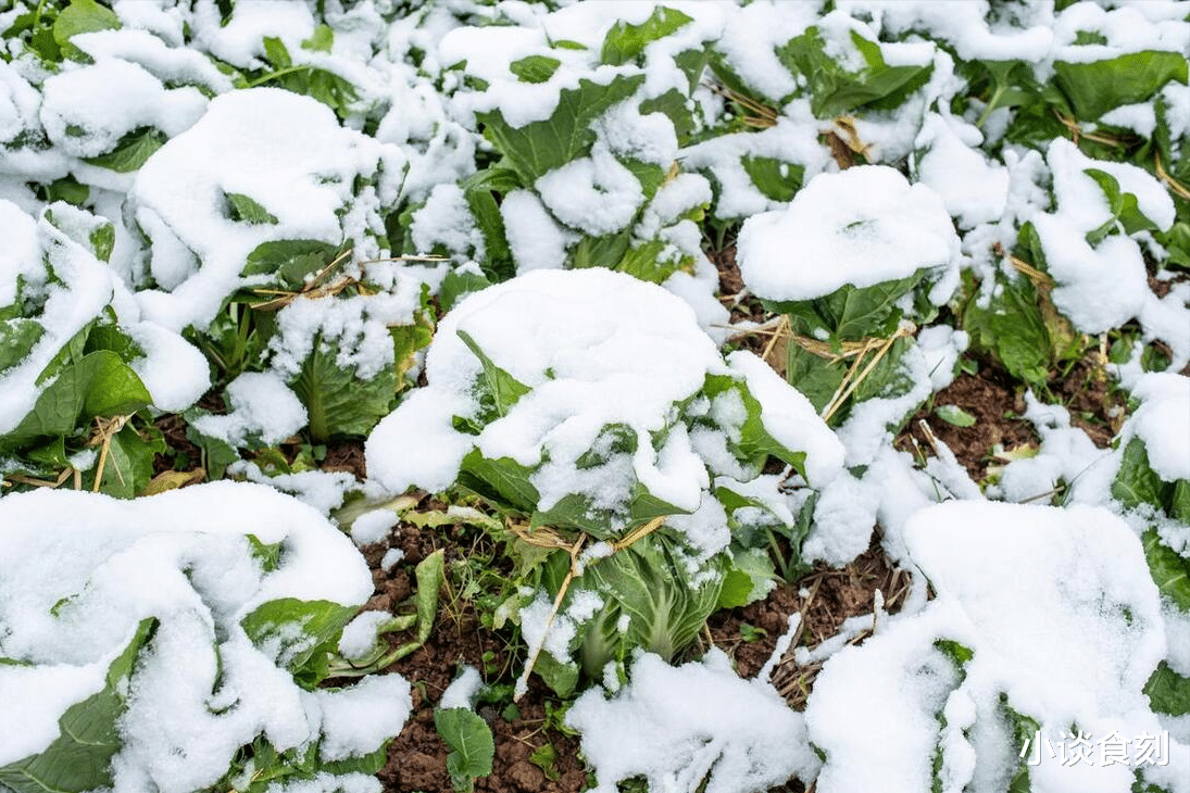 |“冷不冷，看大雪”，12月7日大雪，今年春节冷吗？有啥预兆？