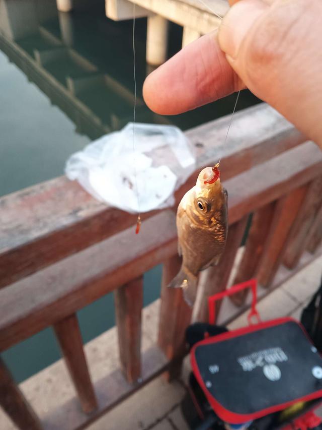 钓鱼|天气晴朗心情喜悦，河畔垂纶鲫妹连杆