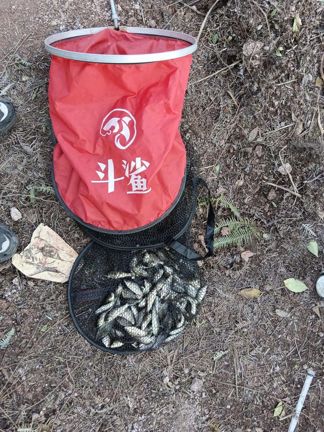 鲫鱼|新老钓手大比拼,技术加成我险胜