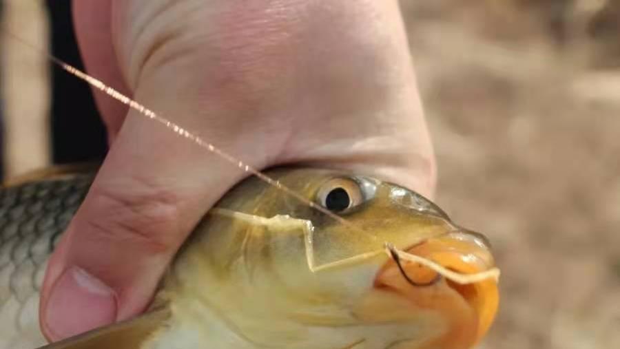 鲤鱼|钓鲤鱼为何有鱼星不上鱼？越是资源差越是要钓钝，养窝守钓不容易