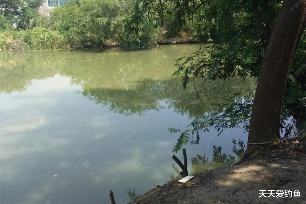 夏季天热,大鲫鱼在4种位置“避暑”,找对钓点才能连竿上鱼