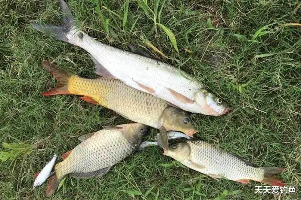 长短子线优缺点对比,选择得当时,中鱼率能翻几倍