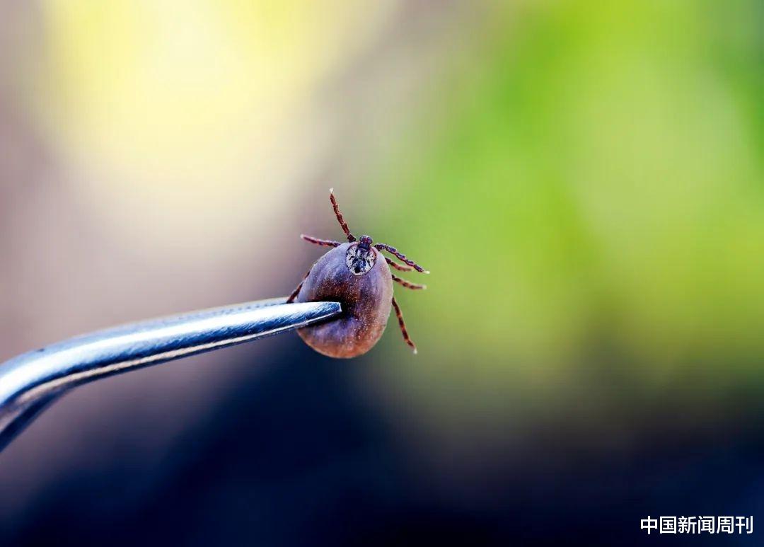 这种虫叮了会致命，超两亿人有感染风险