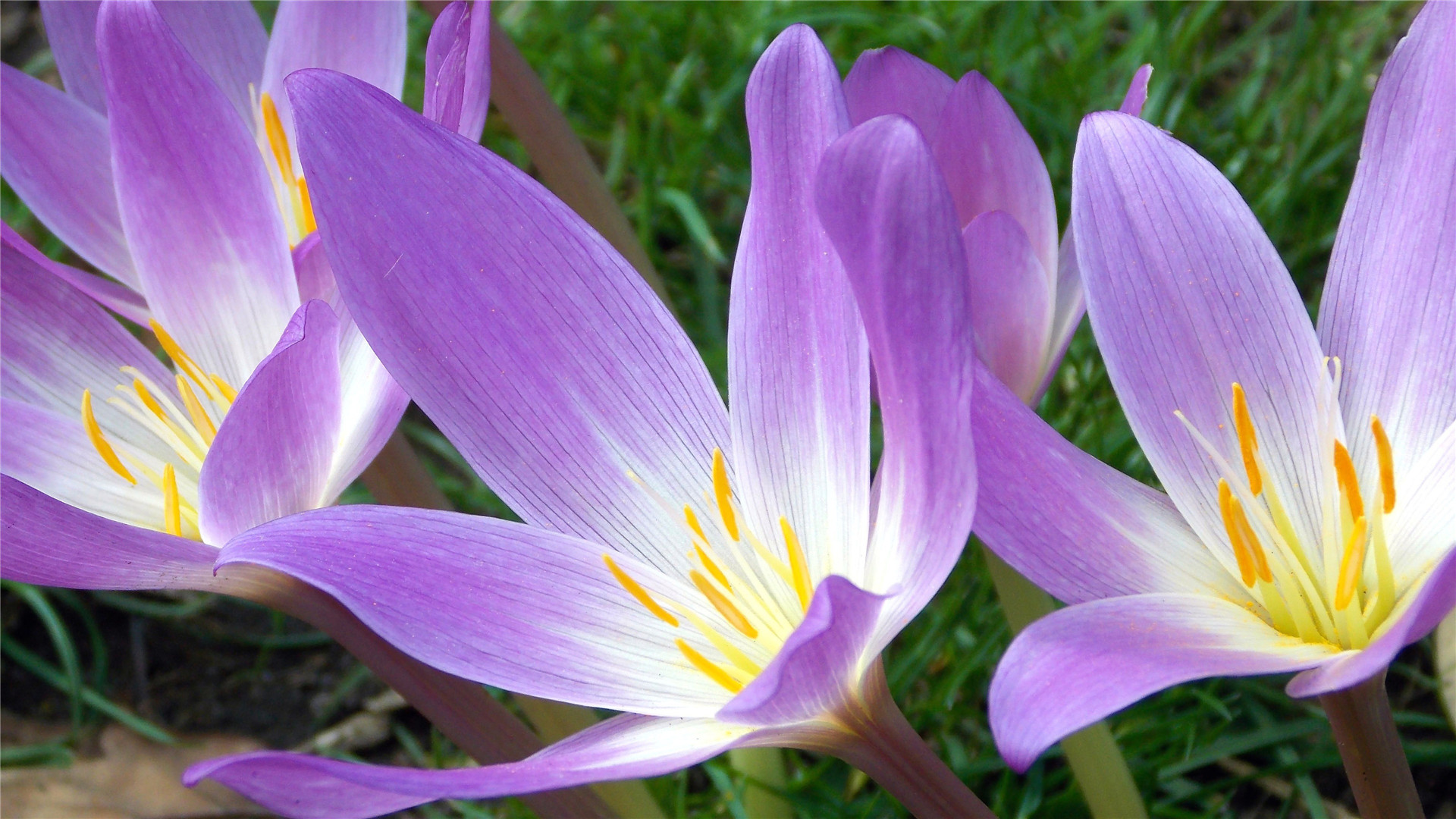 生肖|4月日子不受穷的3生肖，好运爆发，事业机缘暗藏，中奖发财几率高