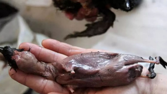 |因纽特人的美食腌海雀，内脏腐烂后用嘴吸食，臭味秒杀鲱鱼罐头！