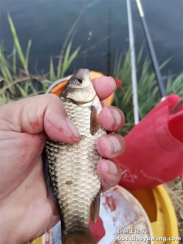 |今晚吃鱼,一不留神就爆护