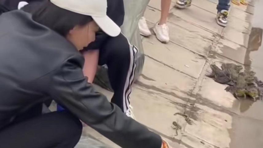 北京市|35岁港姐北京放生大量蛙类，网友批其好心做坏事！已嫁内地富商