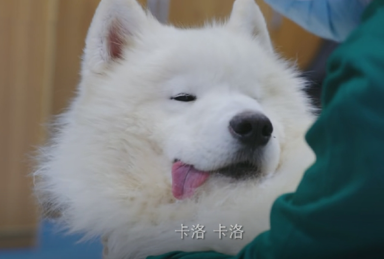 才播2集,全国收视率第一,观众:终于有让我熬夜狂追的都市剧了