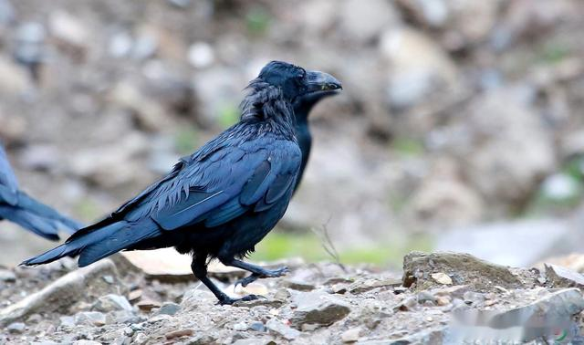 火鸡|什么都敢吃的中国人,为什么唯独不吃这五种动物?是真的不能吃?