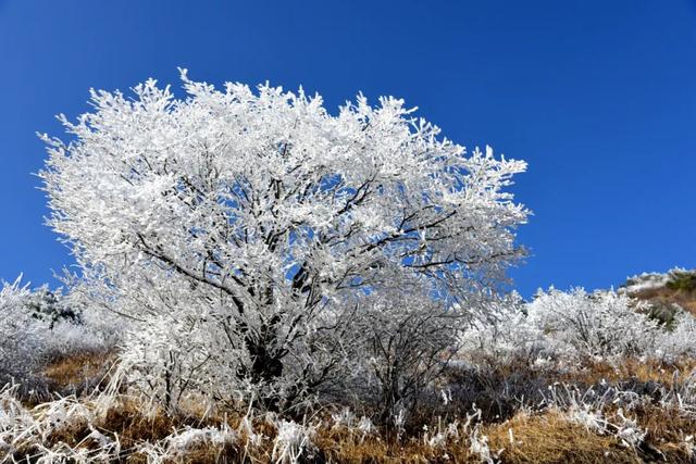 成都|紫柏山不闭园！下雪的留坝，怎么看都不腻