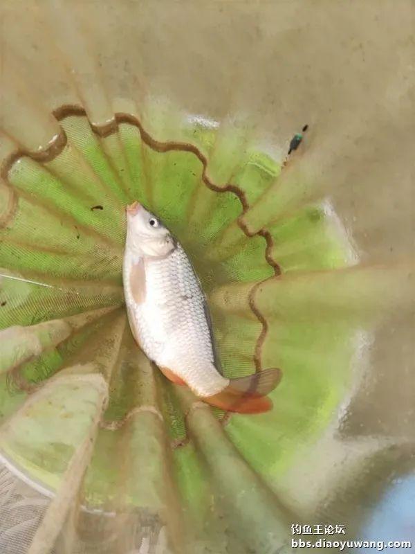 鲤鱼|断崖式降温,巧搭饵料擒斤鲫