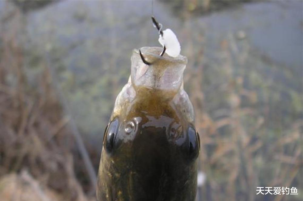 钓鱼技巧：野钓大草鱼，什么颜色饵料效果好？