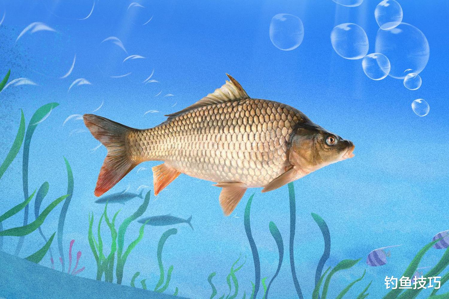 鲫鱼|春天在瘦水中钓鲤鱼的5个注意事项,春天钓鲤鱼连竿的关键