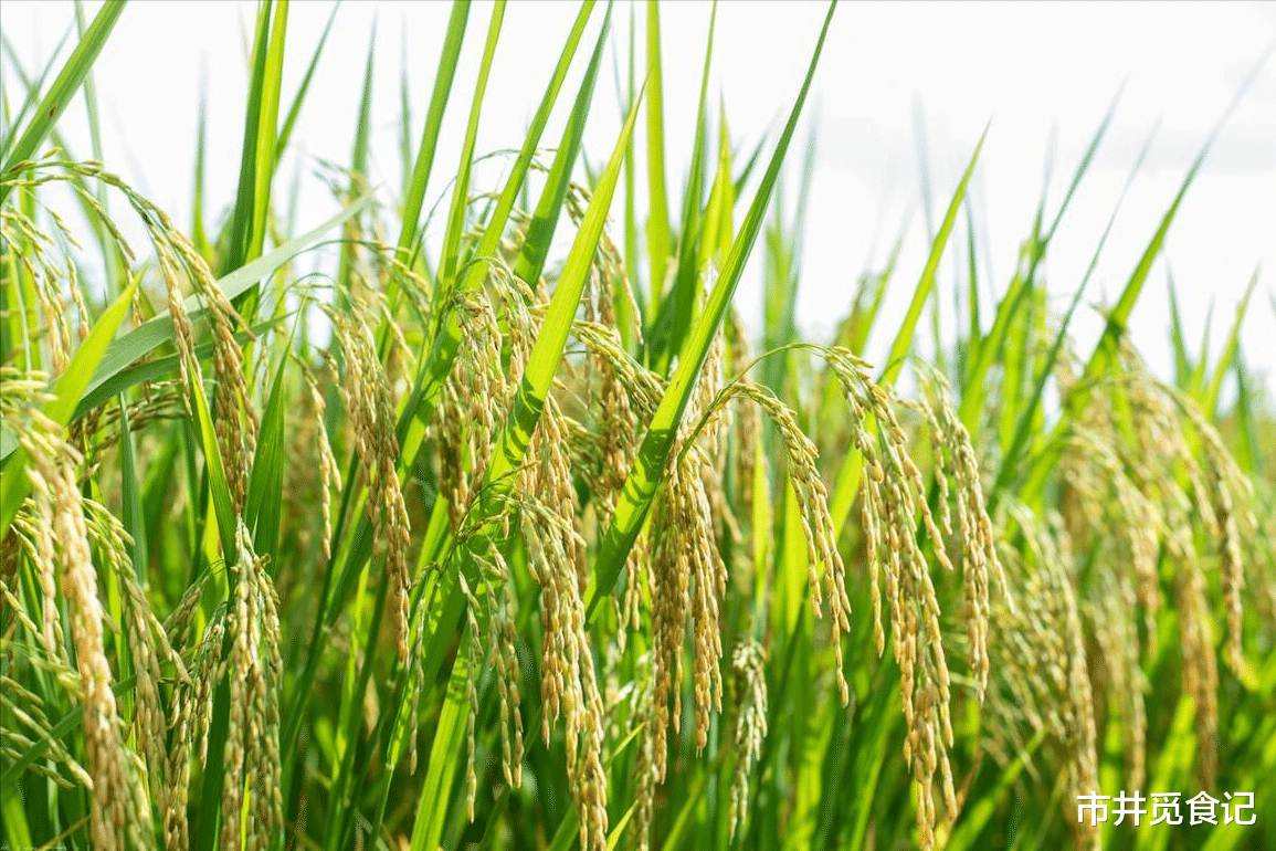 面条|中国优质大米口感天梯图，从北到南15种，品质和味道都没得挑剔