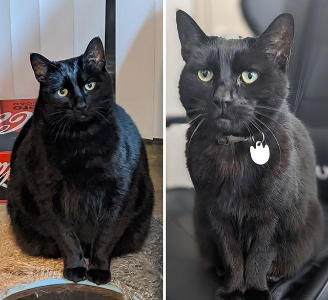 外国铲屎官晒自家猫猫减肥前后对比,每个可爱的小胖子都是潜力股!