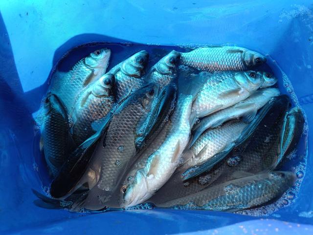 |黄大仙助阵,不爆护都难