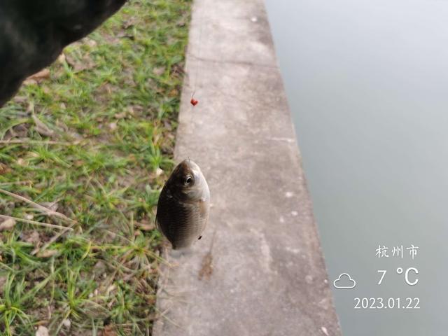 饵料|年初作钓雨绵绵，白条鳑鲏鲫翘连