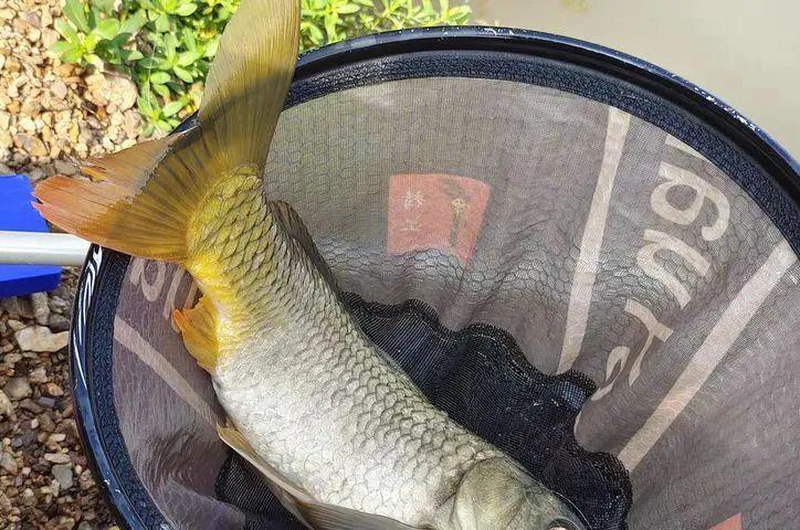 |“两把麸子一把面”，用最廉价的饵料把大鱼治的服服帖帖