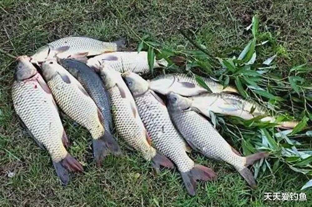 三伏天如何钓鱼?记住4个要点,天热难不倒你